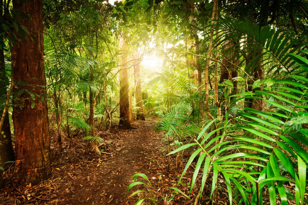 australian rainforest at late afternoon with sun rays breaks through the trees