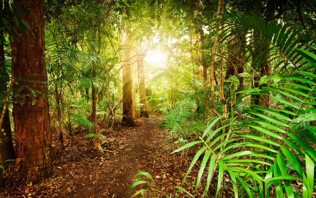 australian rainforest at late afternoon with sun rays breaks through the trees